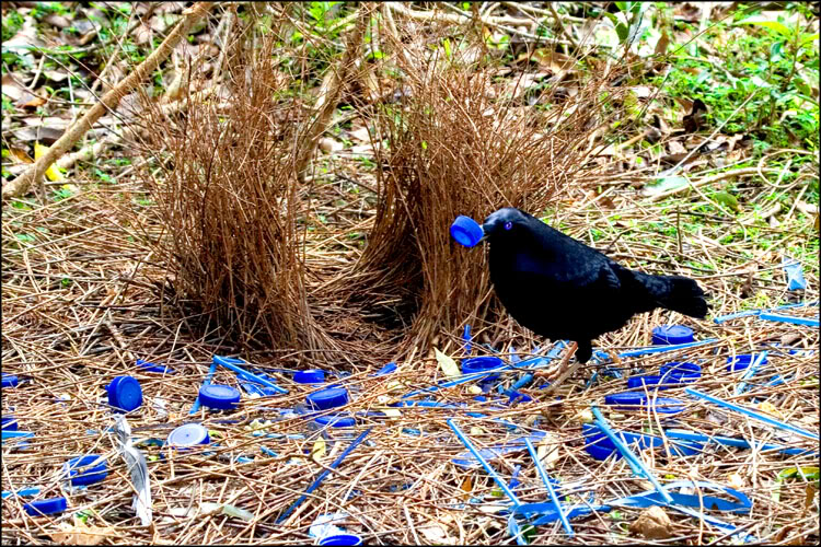 crow collecting blue pucks