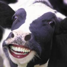 smiling cow