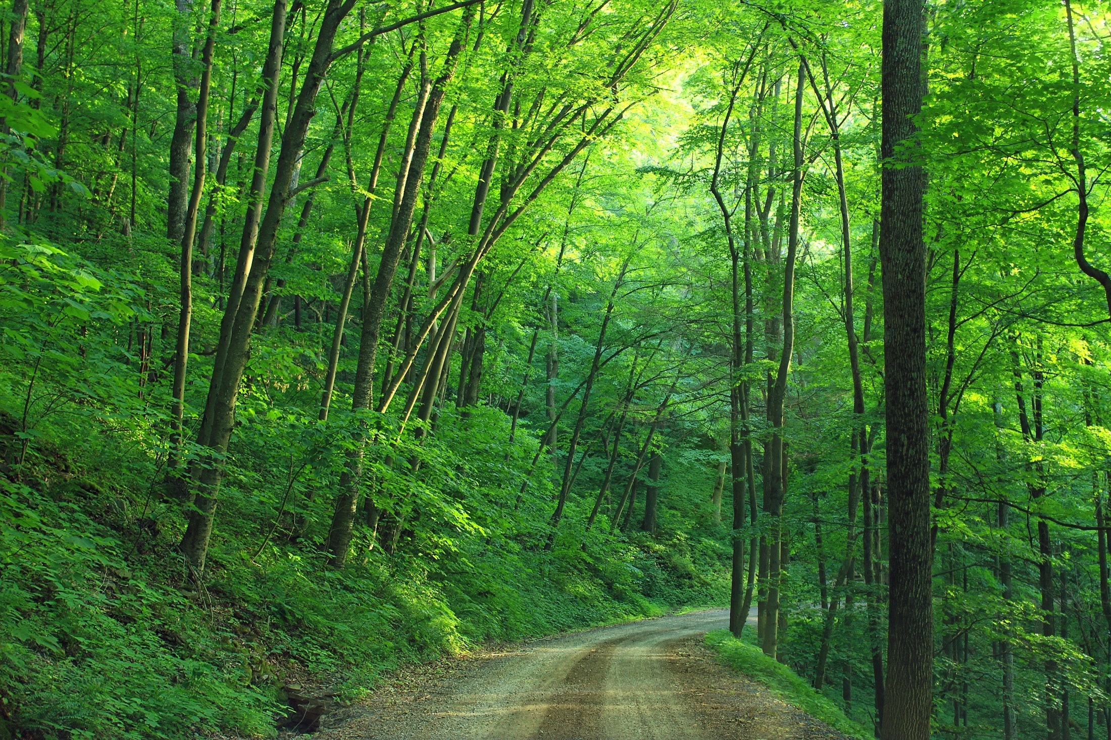 How a Tree Trimming Company uses OneDesk to manage their operations